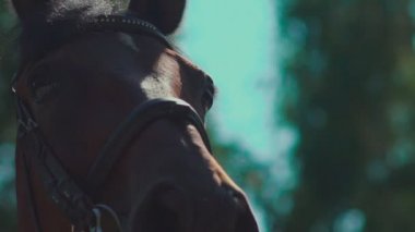 Göz atın. Namlu at. Ağır çekimde at kırpmak.