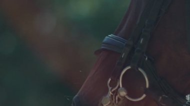 Göz atın. Namlu at. Ağır çekimde at kırpmak.