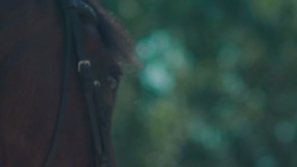 这匹马的眼睛。枪口的马。马闪烁在慢动作. — 图库视频影像