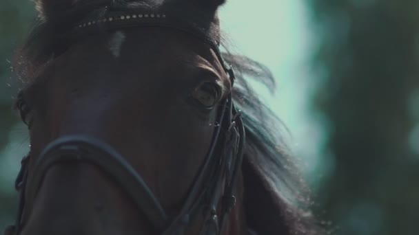 Los ojos del caballo. Caballo bozal. Caballo parpadeando en cámara lenta . — Vídeos de Stock