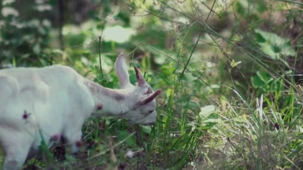 Drôle de chèvre mangeant des feuilles de buisson. Petite chèvre blanche. Animaux à la ferme .