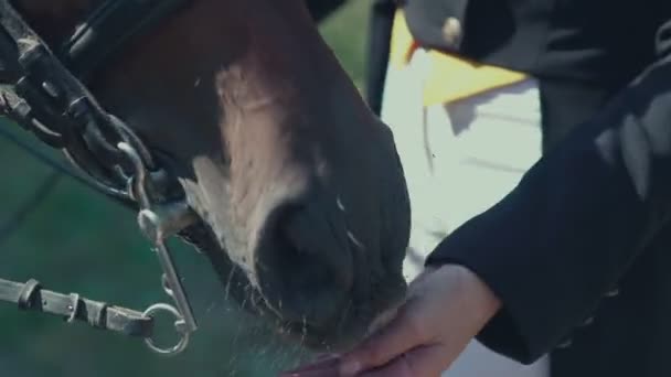 Het paard eet voedsel met zijn handen. Paard lippen. Verzorging van het paard. — Stockvideo