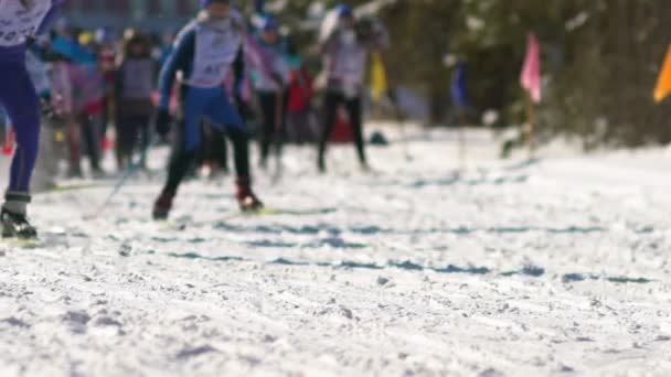 Russia, Novosibirsk, 2016: Mass ski race. Cross-country skiing race. — Stock Video