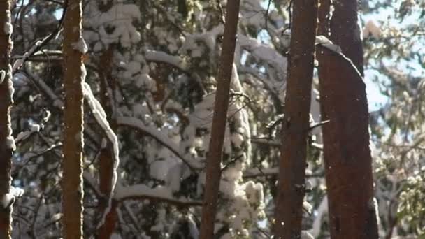 De sneeuw op de takken. Siberian winter. Mooie winter forest. — Stockvideo