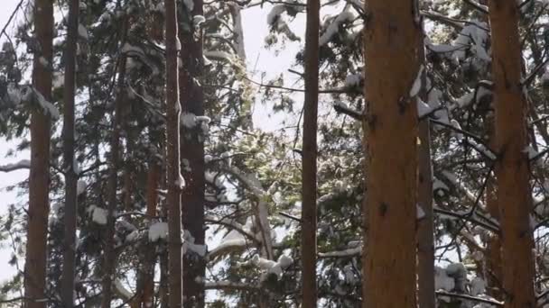 A hó az ágak. Szibériai téli. Gyönyörű téli erdő. — Stock videók