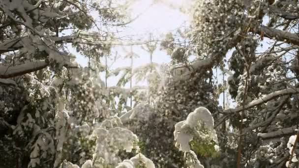 冬天的森林。冷杉在雪地里。雪落从树顶上. — 图库视频影像