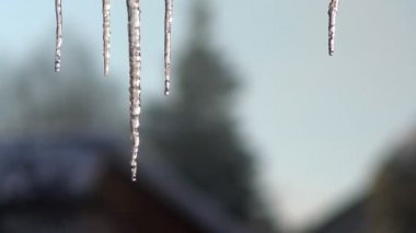 Icicle'ı çatıdan asılı. Buz sarkıtları damlama. Ağır çekim