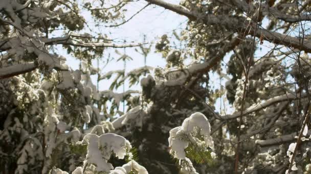 Vinter skog. Granar i snön. Snön faller från trädtopparna. — Stockvideo