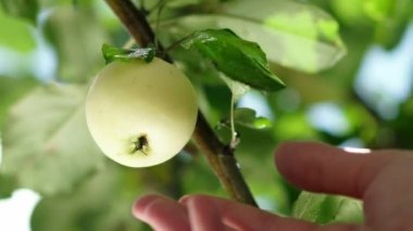 Mens el ağaç üzerinde olgun elma için ulaşır ve toplama.