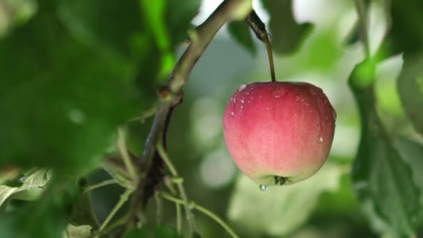 비에서 젖은 사과 나무. 사과 과수원에 비 — 비디오