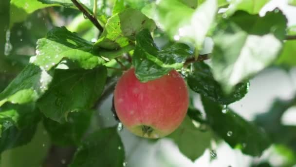 Obstbaum. Saftiger roter Apfel mit Regentropfen auf dem Ast. — Stockvideo