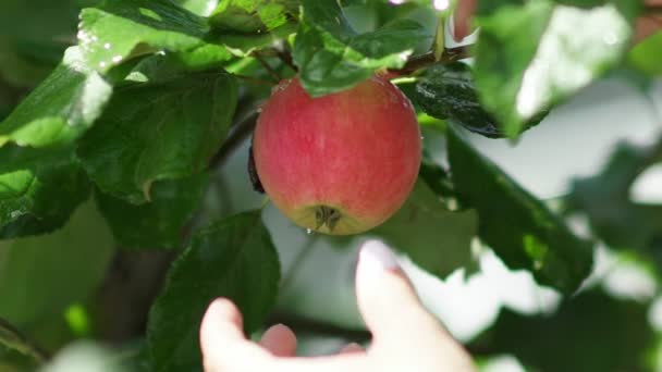 Chica invisible gira la manzana, a continuación, para arrancar del árbol — Vídeo de stock