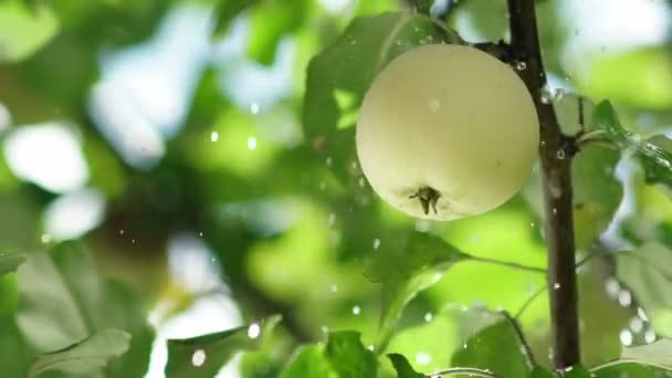 Jeune pomme sur l'arbre. Des gouttes de pluie tombent sur la pomme et les feuilles de l'arbre . — Video