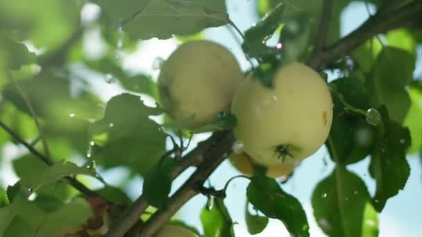 Zwei Äpfel auf einem Zweig. zwei reife Äpfel auf einem Baum. Apfelbaum. grüner Apfel — Stockvideo