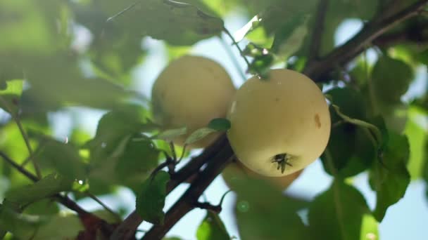 Main féminine étire et brise l'une des deux pommes sur la branche .