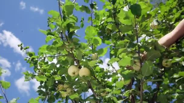 La mano del hombre sacude el tronco de la manzana, las manzanas caen en cámara lenta — Vídeo de stock