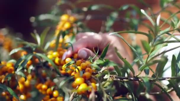 Female hands harvested sea buckthorn. Collection of sea buckthorn. — Stock Video