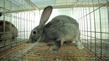 Laboratuvar hayvanlarının bir kafes içinde