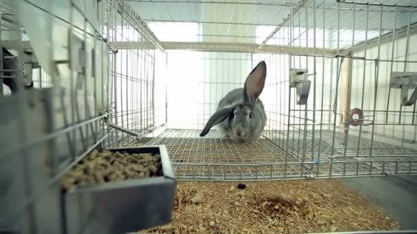 Animales de laboratorio en una jaula — Vídeo de stock