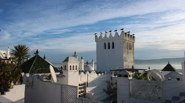 Pássaros Empoleirados Castelo Branco Tânger — Fotografia de Stock