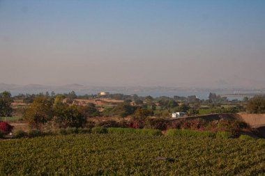 Hindistan, Nashik 'te arka planda bir rezervuarı olan bir üzüm bağına bakın..