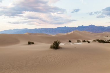 Günbatımında Mesquite düz kum tepeleri Ölüm Vadisi Milli Parkı, Kaliforniya, ABD