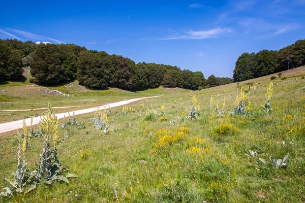 Summer mountain landscape — Stock Photo, Image