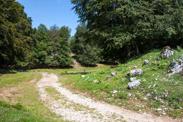 Summer mountain landscape — Stock Photo, Image