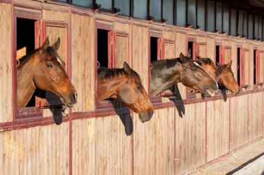 Horse in the stable clipart