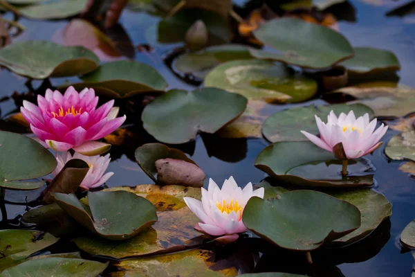 Almost Black Hardy Water Lily — Stock Photo, Image