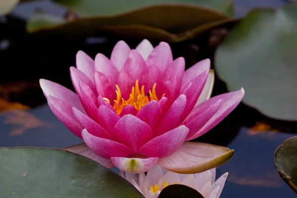 Almost Black Hardy Water Lily — Stock Photo, Image