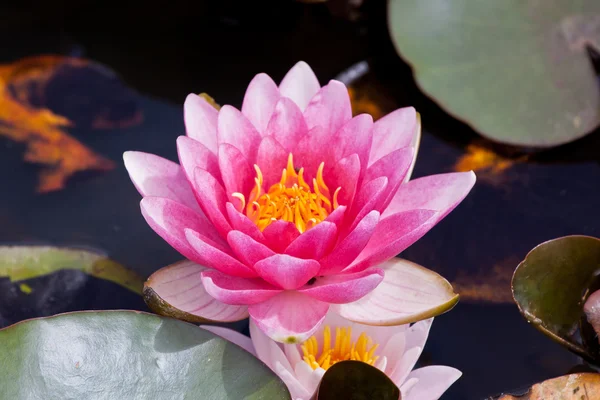 Almost Black Hardy Water Lily — Stock Photo, Image