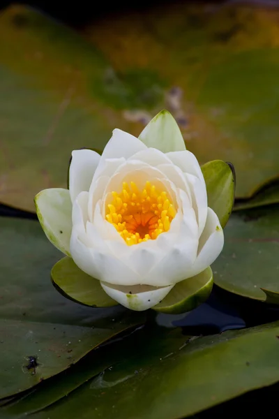White Water Lily — Stock Photo, Image