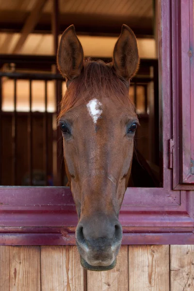 Άλογο στον στάβλο — Φωτογραφία Αρχείου