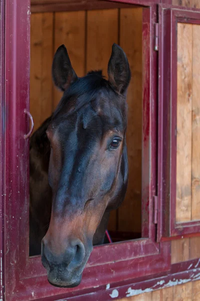 Paard in de stal — Stockfoto