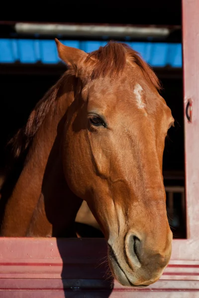 Paard in de stal — Stockfoto