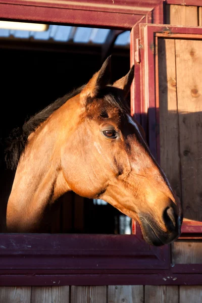 Paard in de stal — Stockfoto