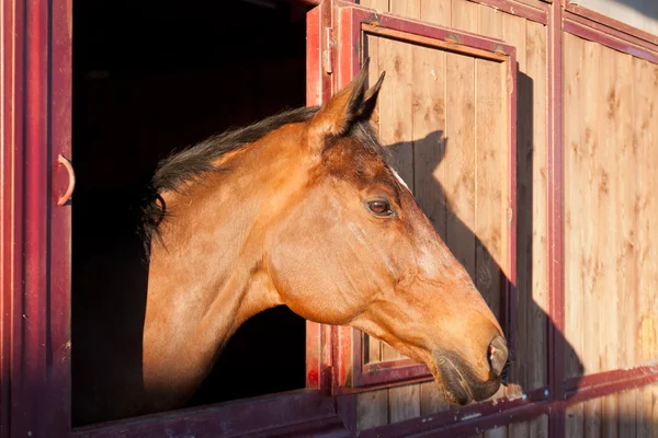 Paard in de stal — Stockfoto