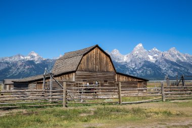 Mormon satır, Grand Teton Milli Parkı, Wyoming, ABD