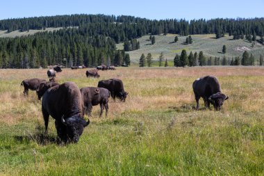 Bisons in Yellowstone National Park, Wyoming, USA clipart
