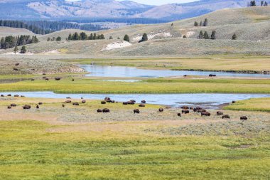 Bisons in Yellowstone National Park, Wyoming, USA clipart