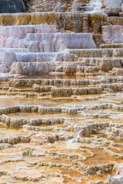 Yellowstone Milli Parkı, Wyoming, ABD mamut sıcak Spings