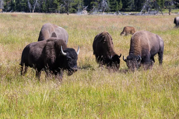 Bisons in Yellowstone National Park, Wyoming, USA — Stock Photo, Image