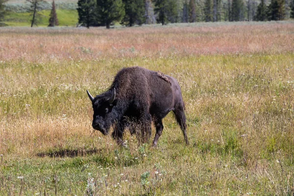 Bisons в національному парку Йеллоустоун, Вайомінг, США — стокове фото