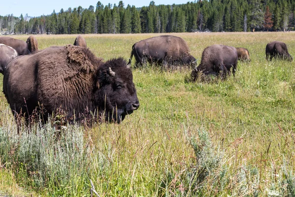 Bisons in Yellowstone National Park, Wyoming, USA — Stock Photo, Image