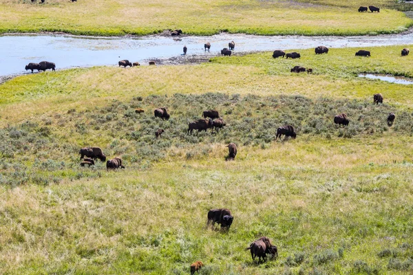 Bisões no Parque Nacional de Yellowstone, Wyoming, EUA — Fotografia de Stock