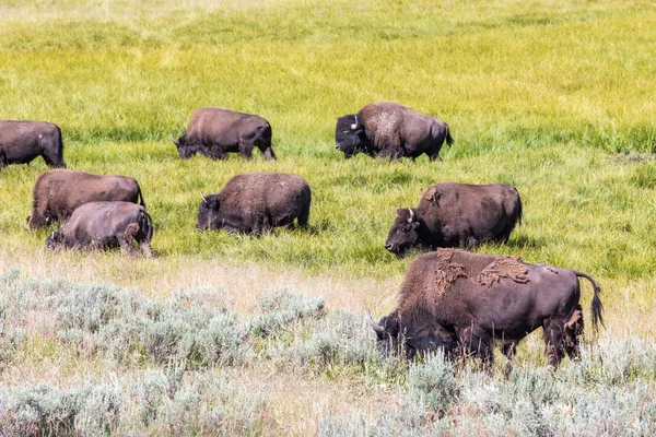 Bisons in Yellowstone National Park, Wyoming, USA — Stock Photo, Image