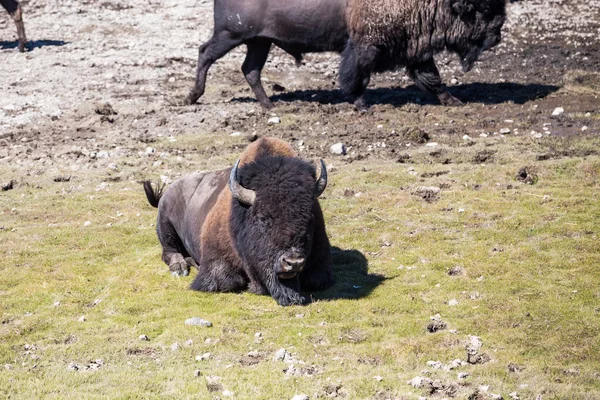 Bisões no Parque Nacional de Yellowstone, Wyoming, EUA — Fotografia de Stock