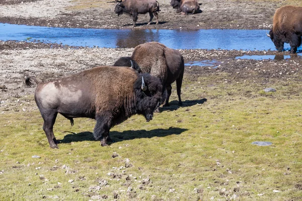 Bisons in Yellowstone National Park, Wyoming, USA — Stock Photo, Image