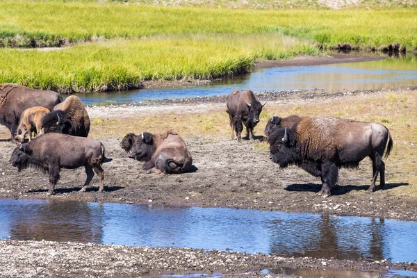 Bisões no Parque Nacional de Yellowstone, Wyoming, EUA — Fotografia de Stock